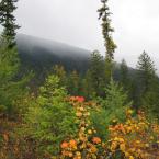 Near Kaslo /  